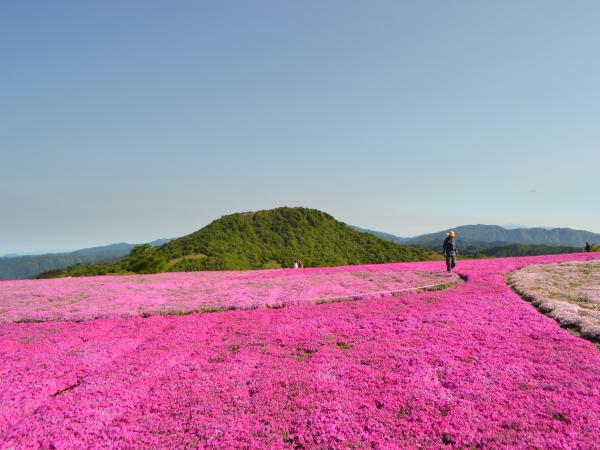茶臼山高原の一面ピンク！の芝桜