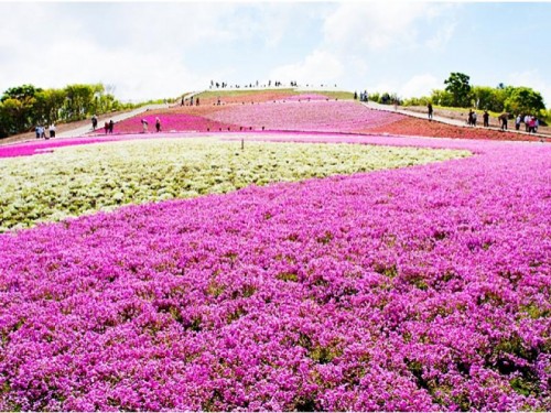 骨が柔らかく丸ごと食べれる！天然あゆ御膳と茶臼山高原「芝桜」