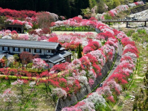 【お買物も楽しみたい！！】～桃源郷～花桃の里　