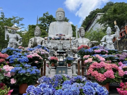 【全国旅行支援】大和路花巡り　あじさい回廊、特別拝観の壷坂寺とバラの名所　おふさ観音