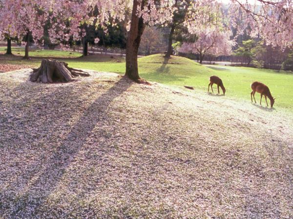 春の奈良公園（イメージ）※桜の開花状況により異なります。