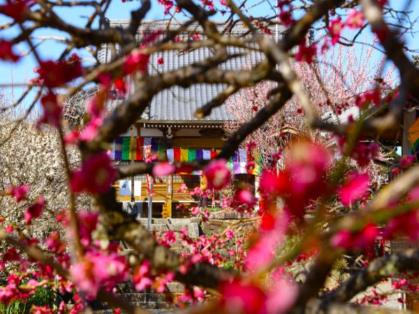 月ヶ瀬梅林の寺