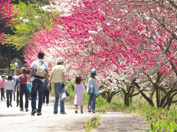 花桃の里：日本一の桃源郷をご散策