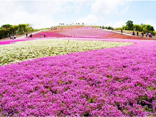 茶臼山芝桜まつり＆奥三河道の駅ドライブ