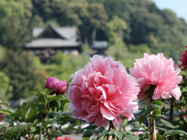 長谷寺　牡丹