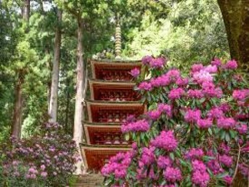 石楠花VS牡丹　大和名物　春の山菜料理づくし