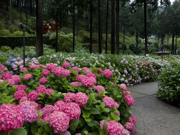 三室戸寺