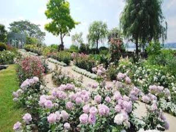 【イングリッシュガーデン】バラが咲き誇る庭園を自由散策