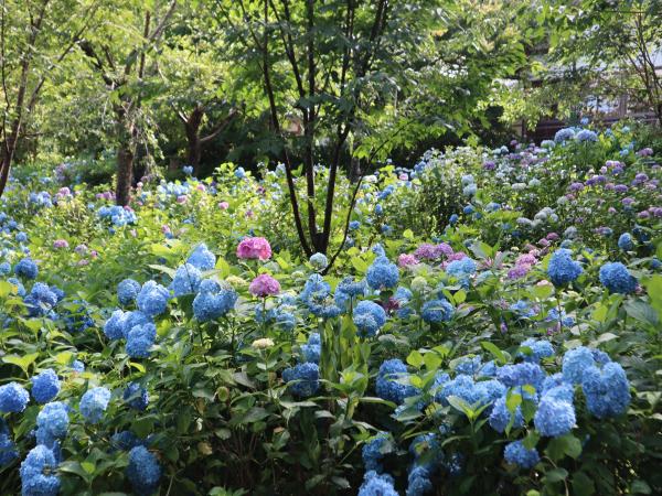数千株のあじさいも