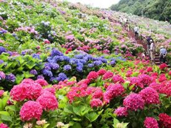 【形原温泉あじさいの里】5万株の紫陽花に癒される