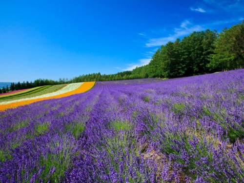北海道　富良野・大雪・網走３日間　憧れの「網走・鶴雅リゾート」