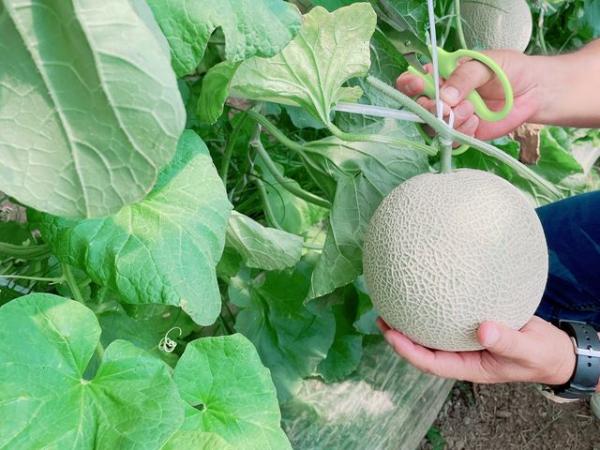 日研農園メロン狩り