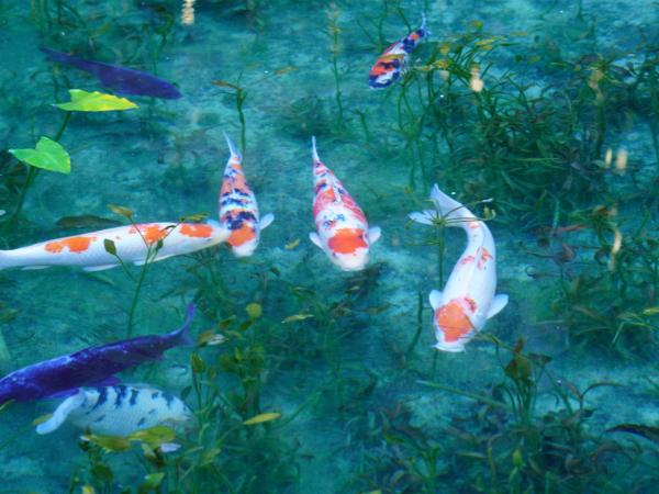 名もなき池（モネの池）