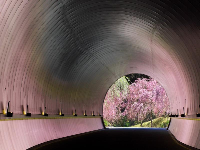 桜色に染まるトンネルを抜けて、、