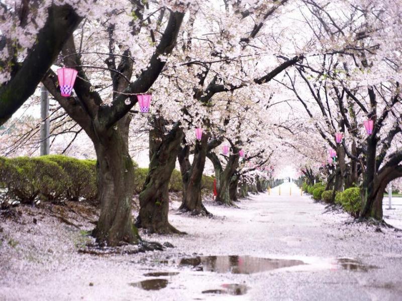 雨の日に出会える桜のトンネル