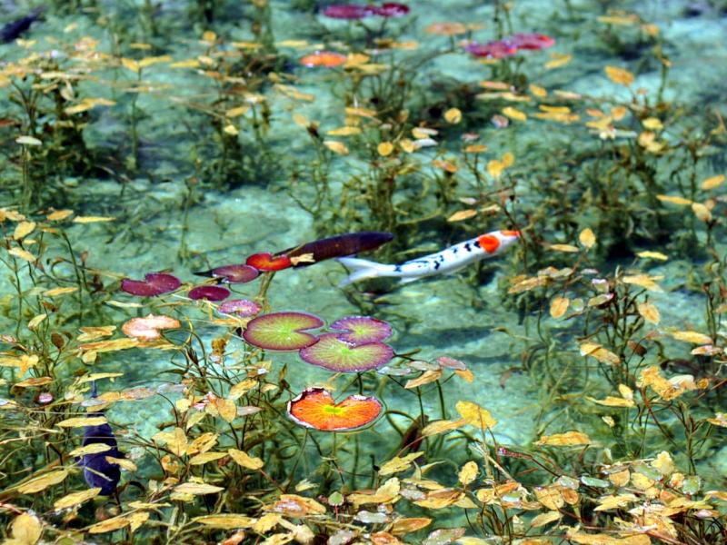 蓮が咲くモネの池へ！