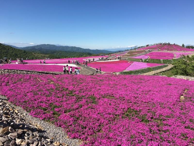 「天空の花回廊」茶臼山芝桜へ