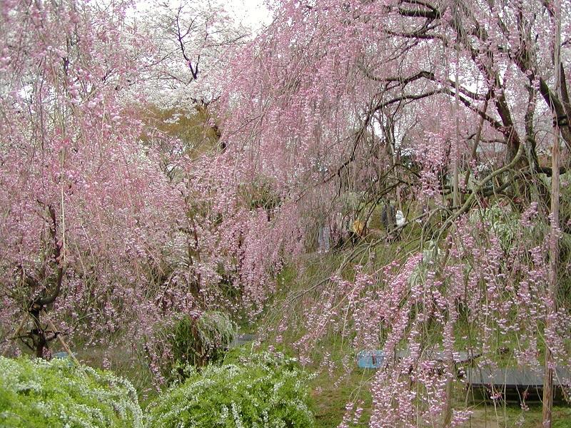 おすすめの2018年桜旅シリーズ～京の桜の隠れ里　原谷苑編～