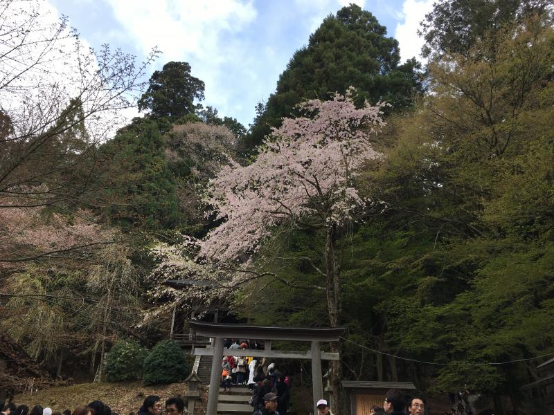 今年の吉野千本桜はタクシーで行って来ました～