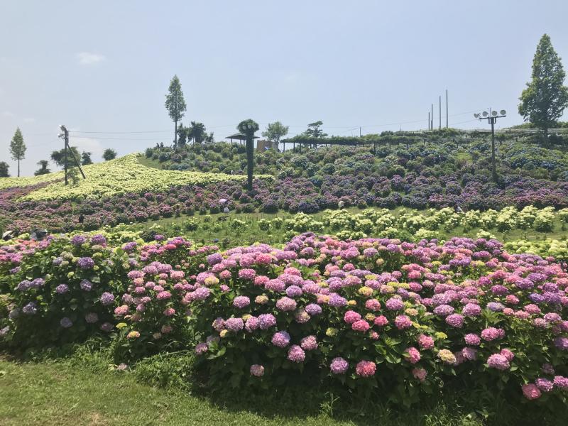 津市のあじさい園～かざはやの里～